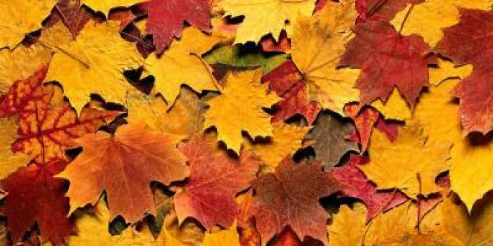Почему осенью листья желтеют?